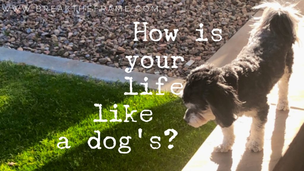 Where do you thrive? A dog's life may hold your answers.